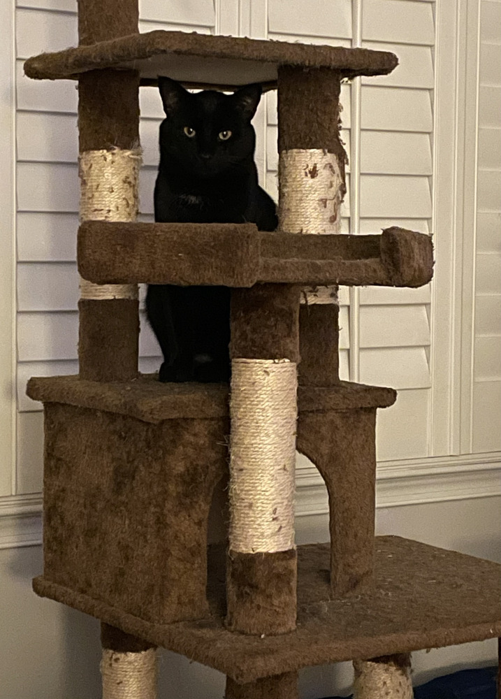 Willie 2023, an adoptable Domestic Short Hair in Virginia Beach, VA, 23455 | Photo Image 4