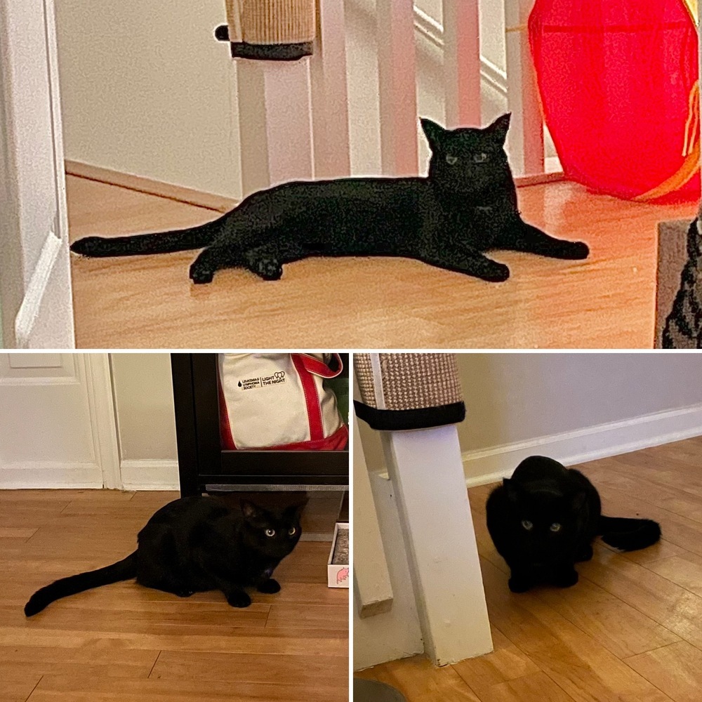 Willie 2023, an adoptable Domestic Short Hair in Virginia Beach, VA, 23455 | Photo Image 5