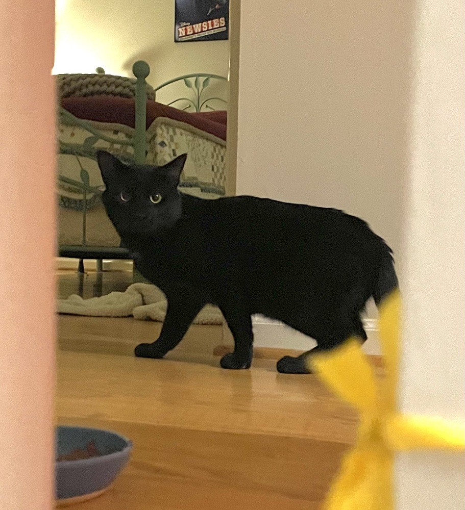 Willie 2023, an adoptable Domestic Short Hair in Virginia Beach, VA, 23455 | Photo Image 6