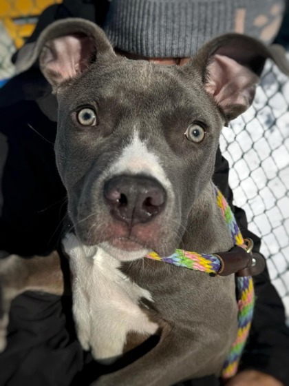 Dog for adoption Steve Buscemi a Pit Bull Terrier Mix in