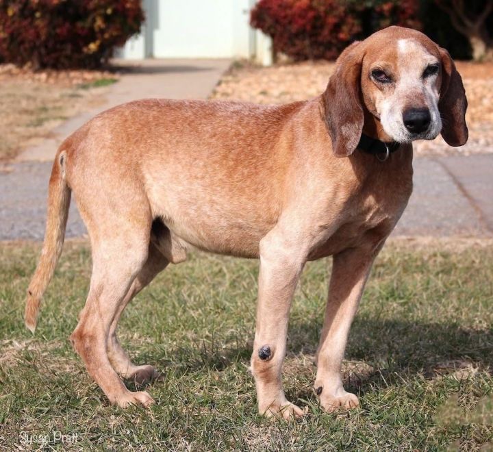 English best sale coonhound mix