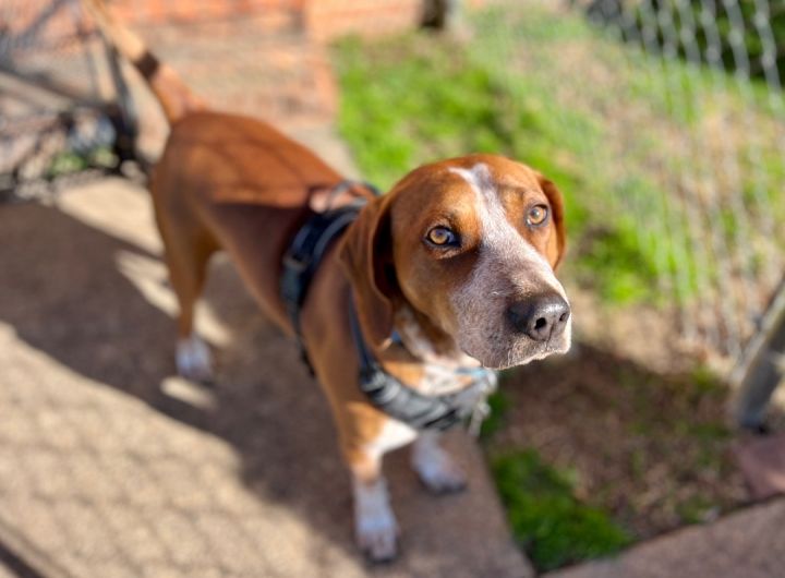 Hank, an adoptable English Coonhound & Treeing Walker Coonhound Mix in Greensboro, NC_image-4