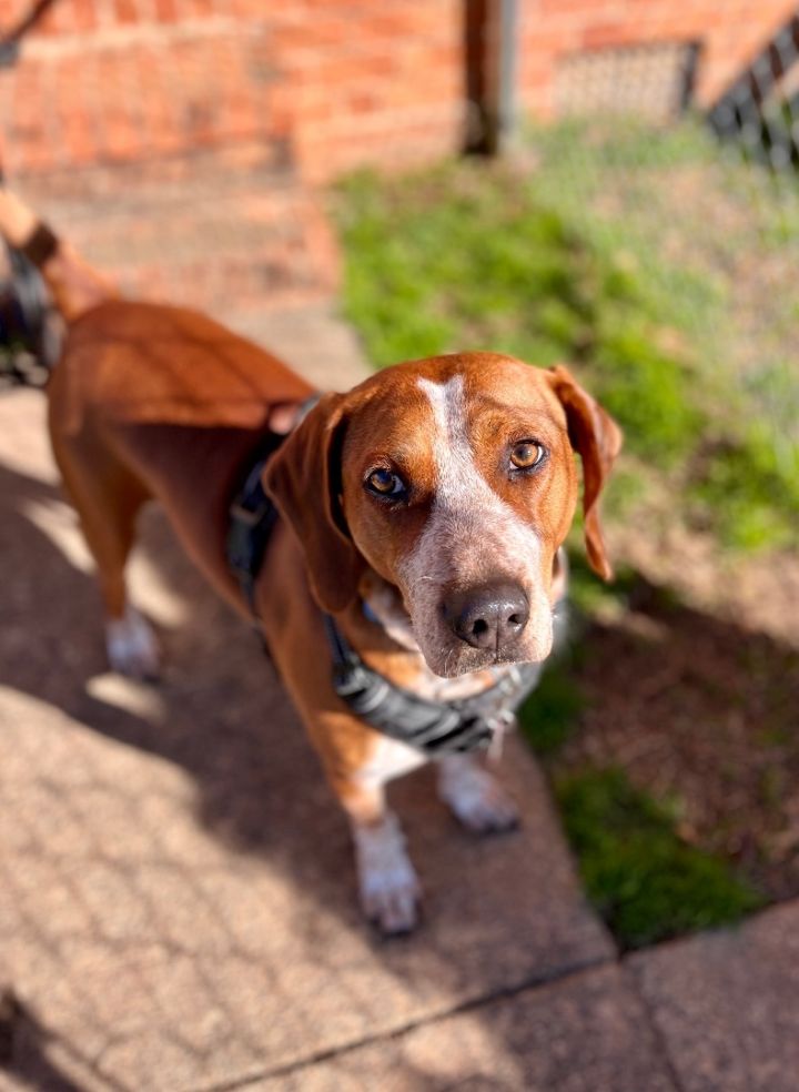 Hank, an adoptable English Coonhound & Treeing Walker Coonhound Mix in Greensboro, NC_image-6