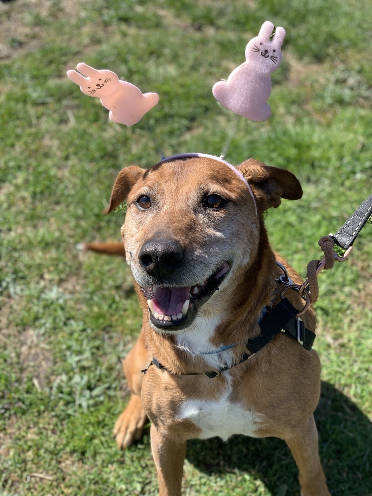 Dog for adoption Repo, a Mountain Cur Mix in Elmsford, NY Petfinder