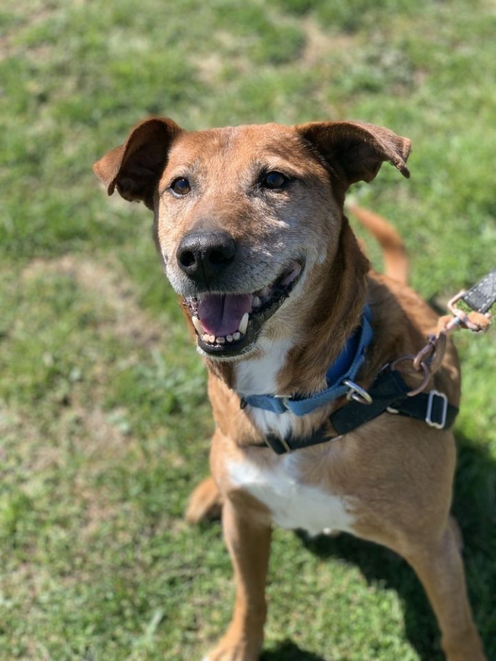 Dog for adoption Repo, a Mountain Cur Mix in Elmsford, NY Petfinder