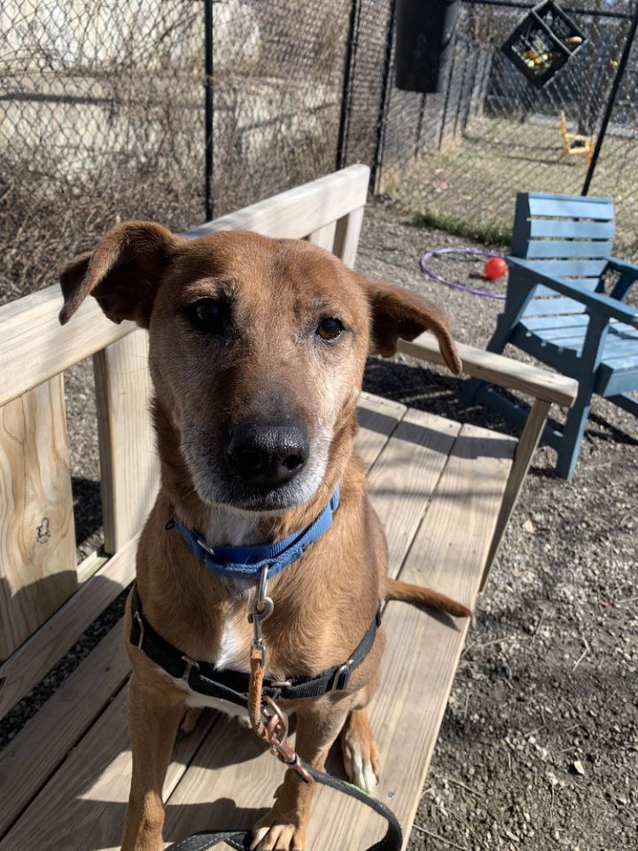 Dog for adoption Repo, a Mountain Cur Mix in Elmsford, NY Petfinder