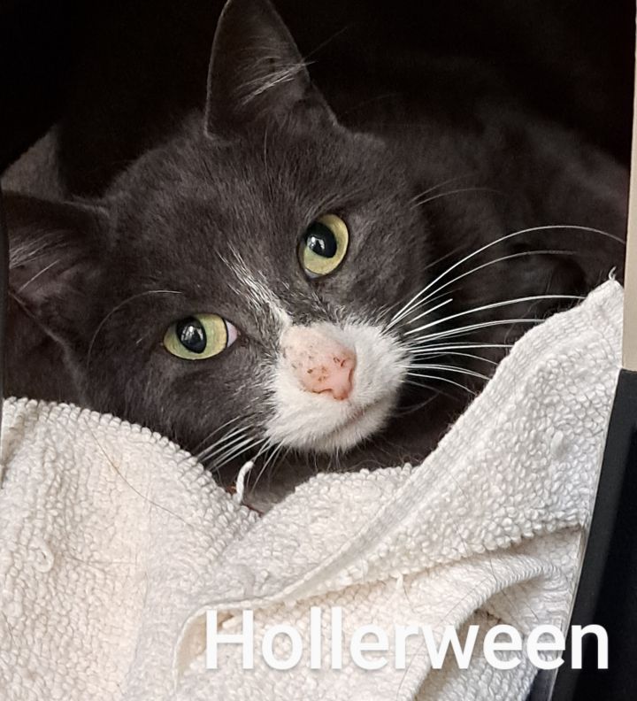 Hollerween, an adopted Domestic Short Hair in Maple Ridge, BC_image-2