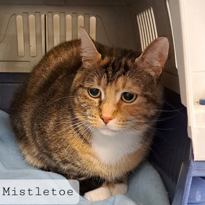Mistletoe, an adoptable Torbie in Maple Ridge, BC_image-1