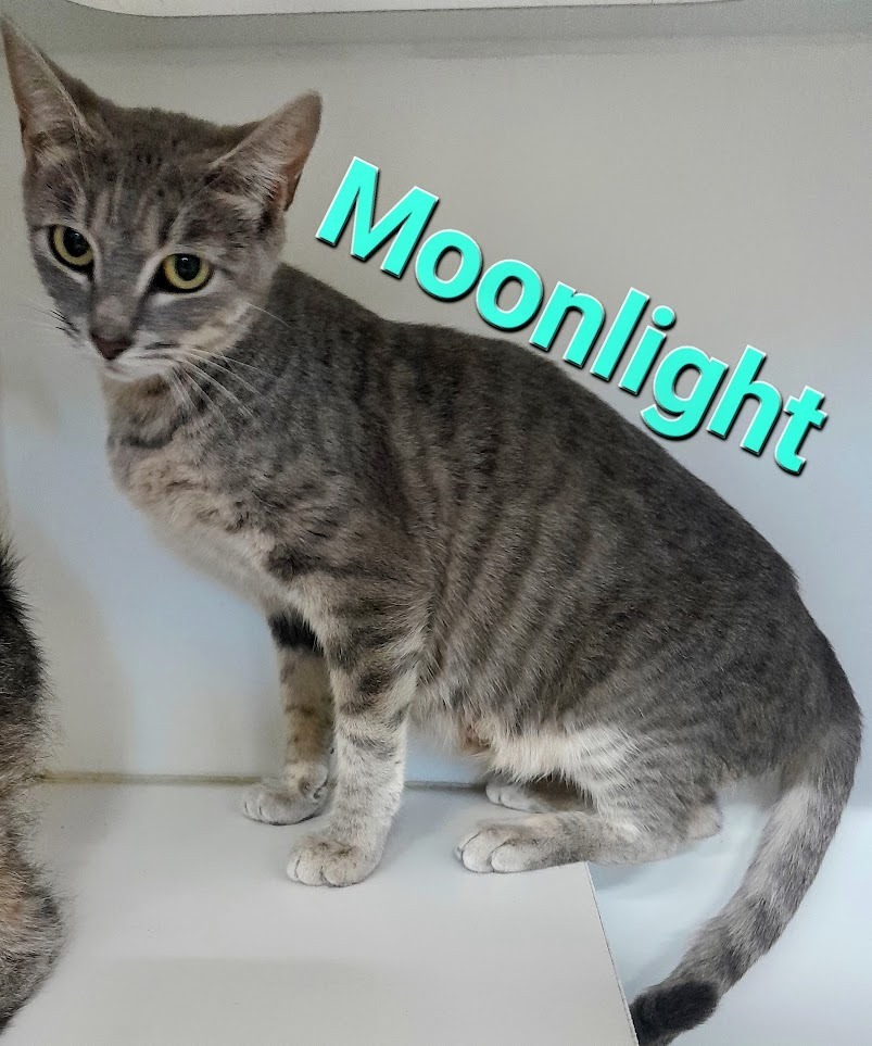 Moonlight, an adoptable Domestic Short Hair in Sapulpa, OK, 74066 | Photo Image 1