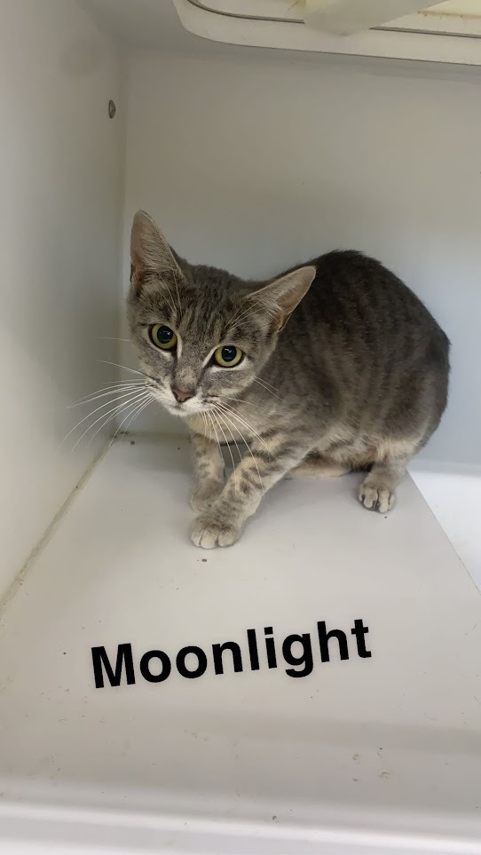 Moonlight, an adoptable Domestic Short Hair in Sapulpa, OK, 74066 | Photo Image 2