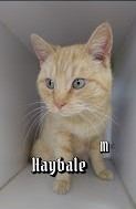 Hay Bale, an adoptable Domestic Short Hair in Sapulpa, OK, 74066 | Photo Image 1