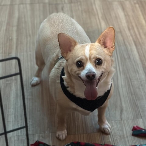 Duke, an adoptable Corgi, Chihuahua in Grand Junction, CO, 81505 | Photo Image 1