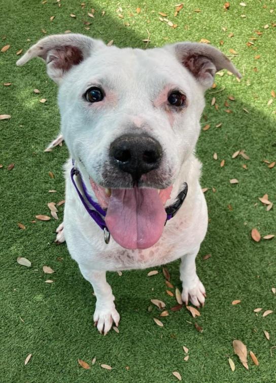 LUKE, an adoptable Mixed Breed in Palmetto, FL, 34221 | Photo Image 1