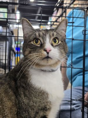 Moose, Adult Male Tabby