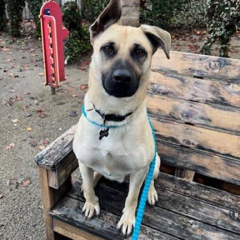 Grits, an adoptable German Shepherd Dog in Grass Valley, CA, 95945 | Photo Image 3