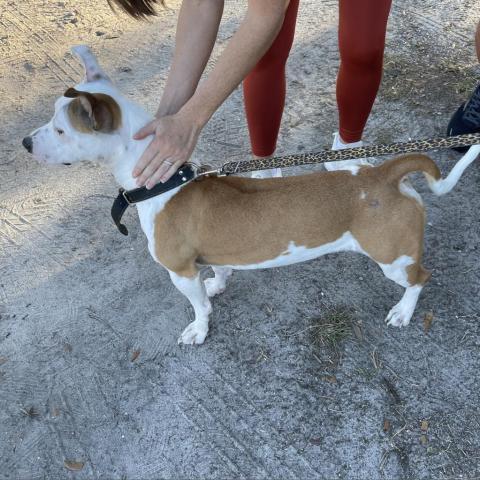 Hazel, an adoptable Pit Bull Terrier, Corgi in Shorter, AL, 36075 | Photo Image 4