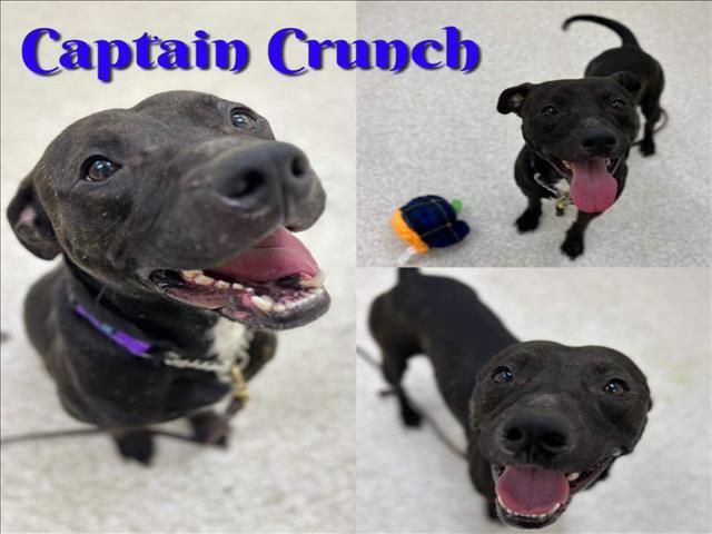 CAPTAIN CRUNCH, an adoptable Pit Bull Terrier in Saginaw, MI, 48602 | Photo Image 3