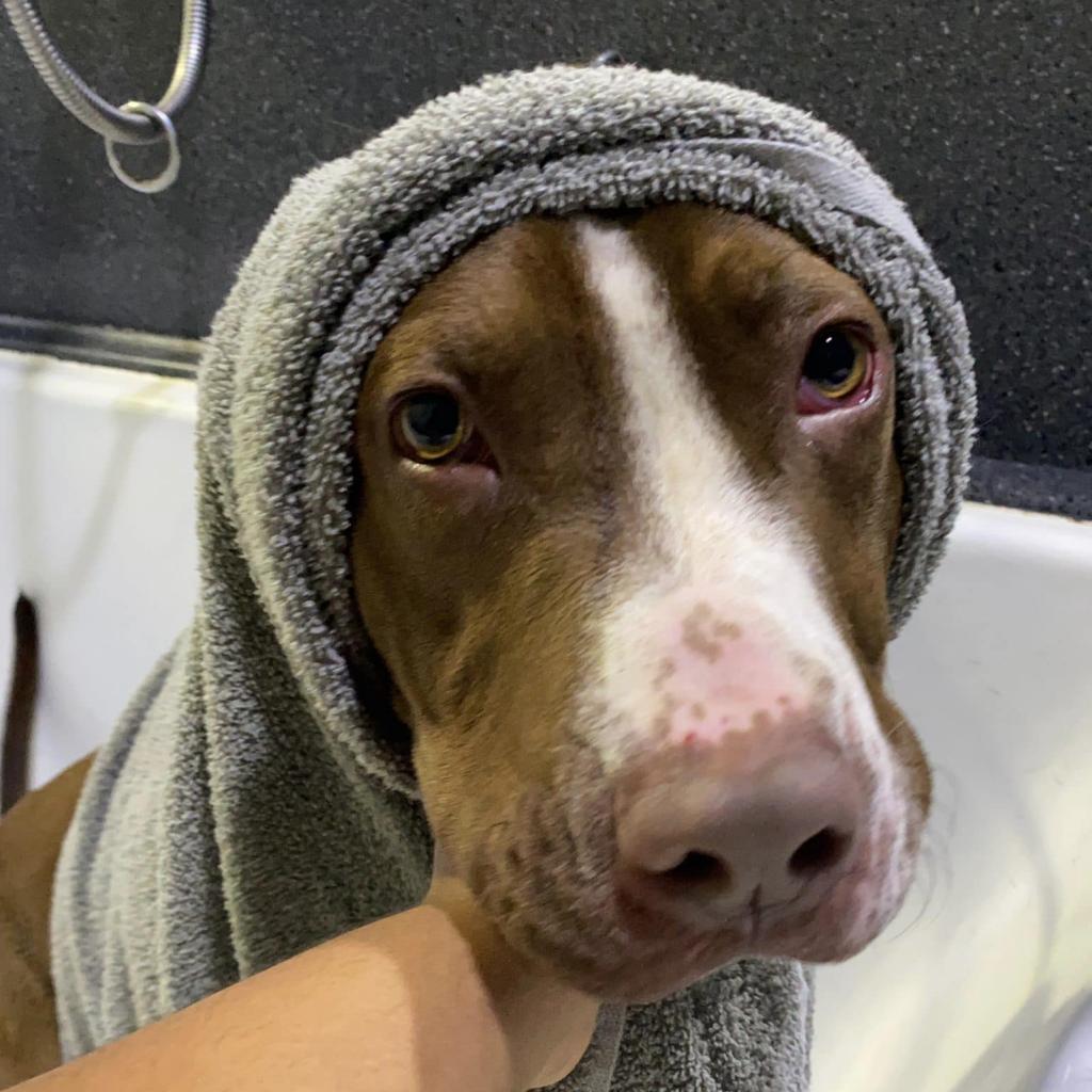 Clue, an adoptable Pit Bull Terrier in Grass Valley, CA, 95945 | Photo Image 5