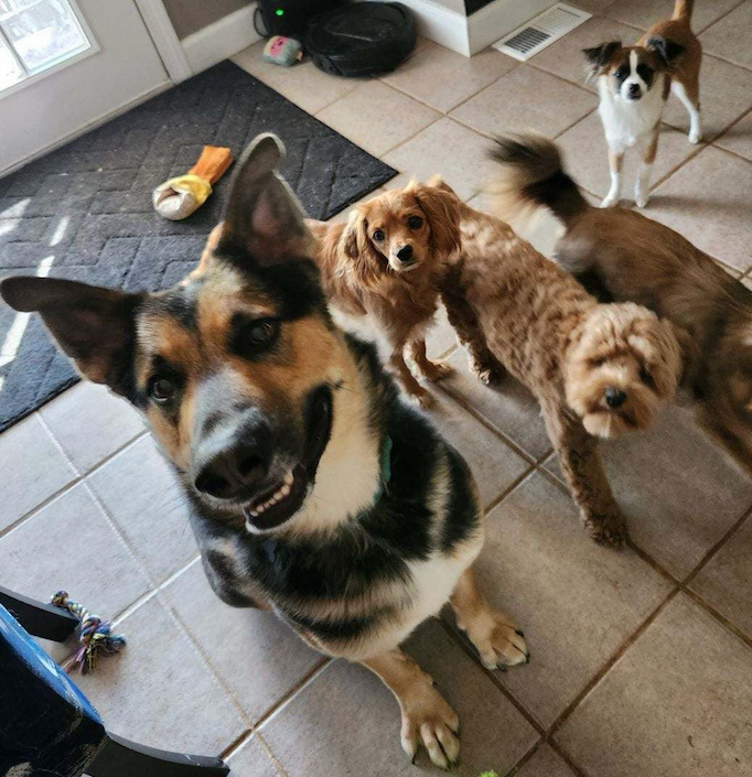 Bing, an adoptable German Shepherd Dog Mix in Chesterfield, MO_image-6