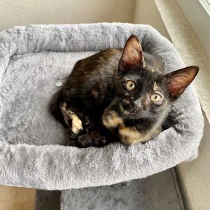 EMERALD Hemingway Baby Tortie