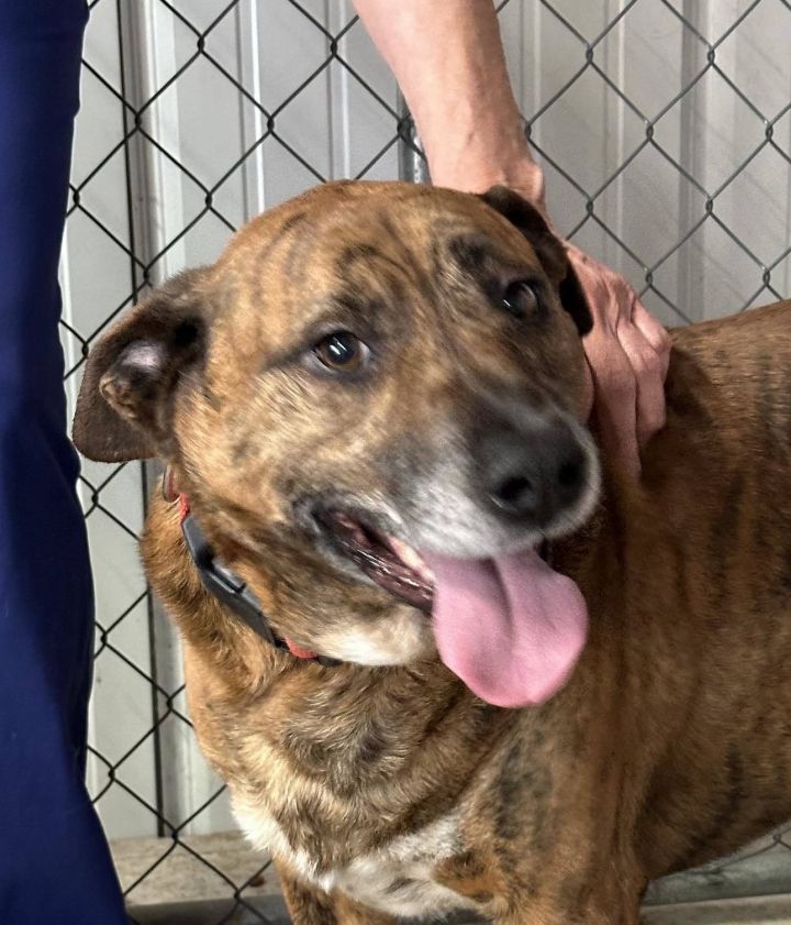 oskar desperate! 1 yr in shelter! 1