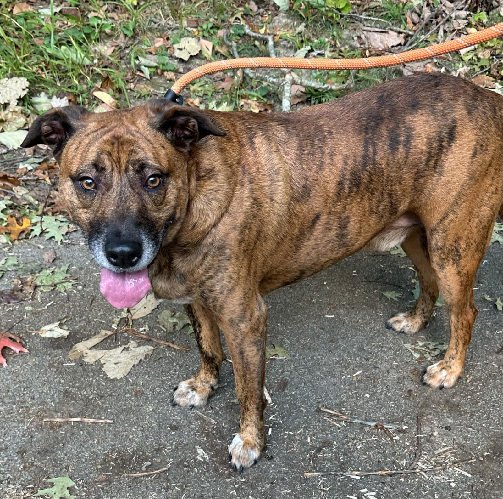 oskar desperate! 1 yr in shelter!, an adoptable Mountain Cur in Frenchburg, KY, 40316 | Photo Image 1