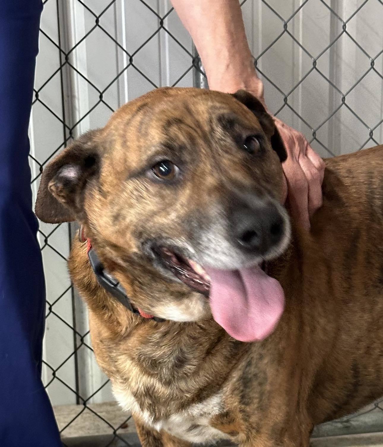 oskar desperate! 1 yr in shelter!, an adoptable Mountain Cur in Frenchburg, KY, 40316 | Photo Image 1