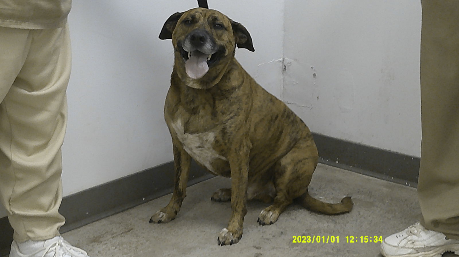 oskar desperate! 1 yr in shelter!, an adoptable Mountain Cur in Frenchburg, KY, 40316 | Photo Image 2