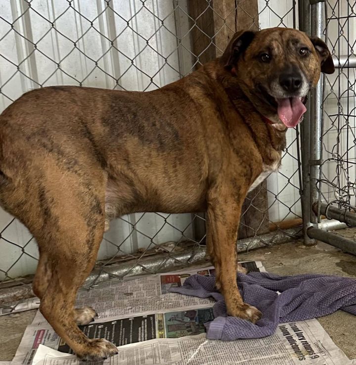 oskar desperate! 1 yr in shelter! 3