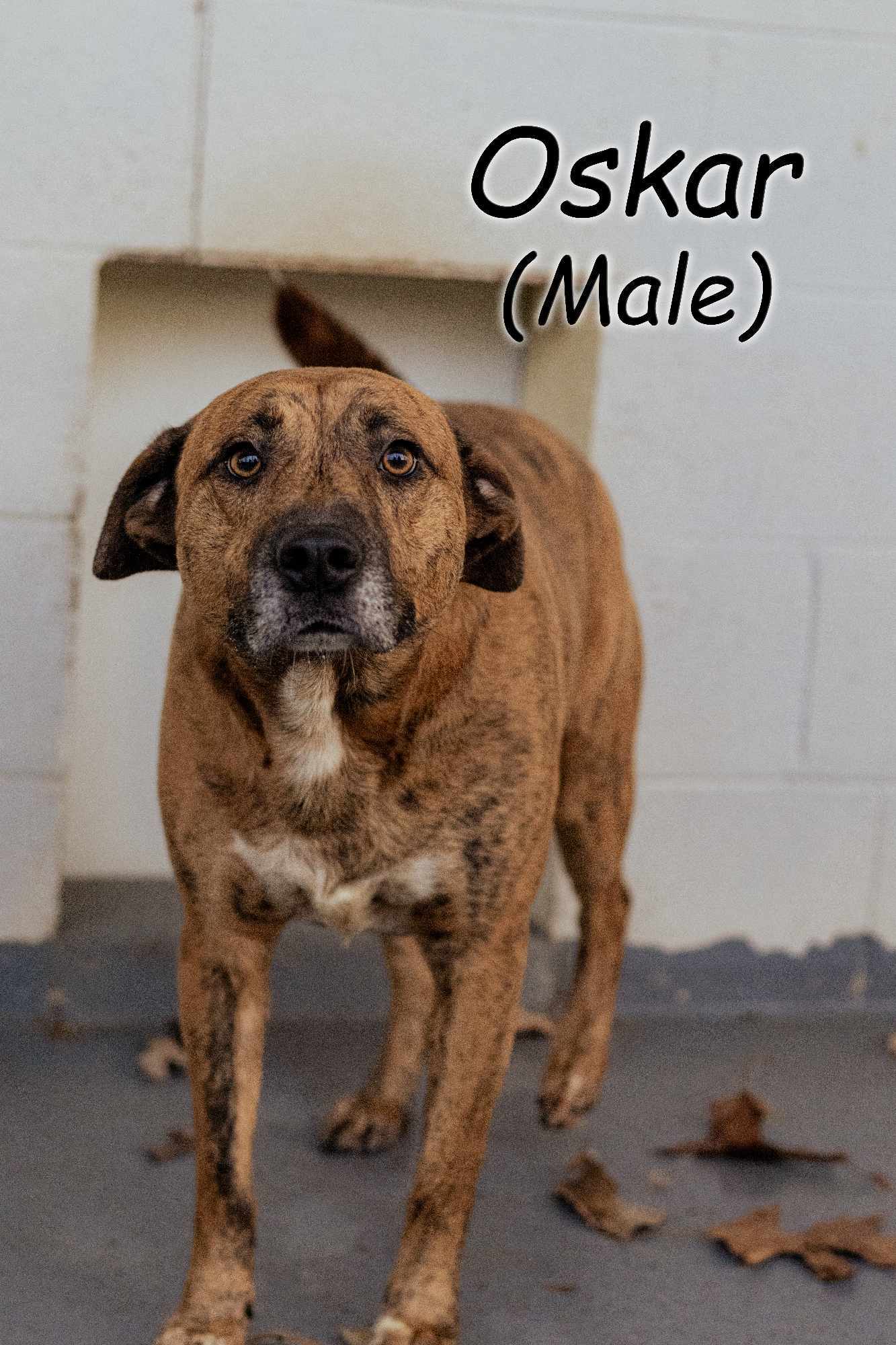 oskar desperate! 1 yr in shelter!, an adoptable Mountain Cur in Frenchburg, KY, 40316 | Photo Image 3