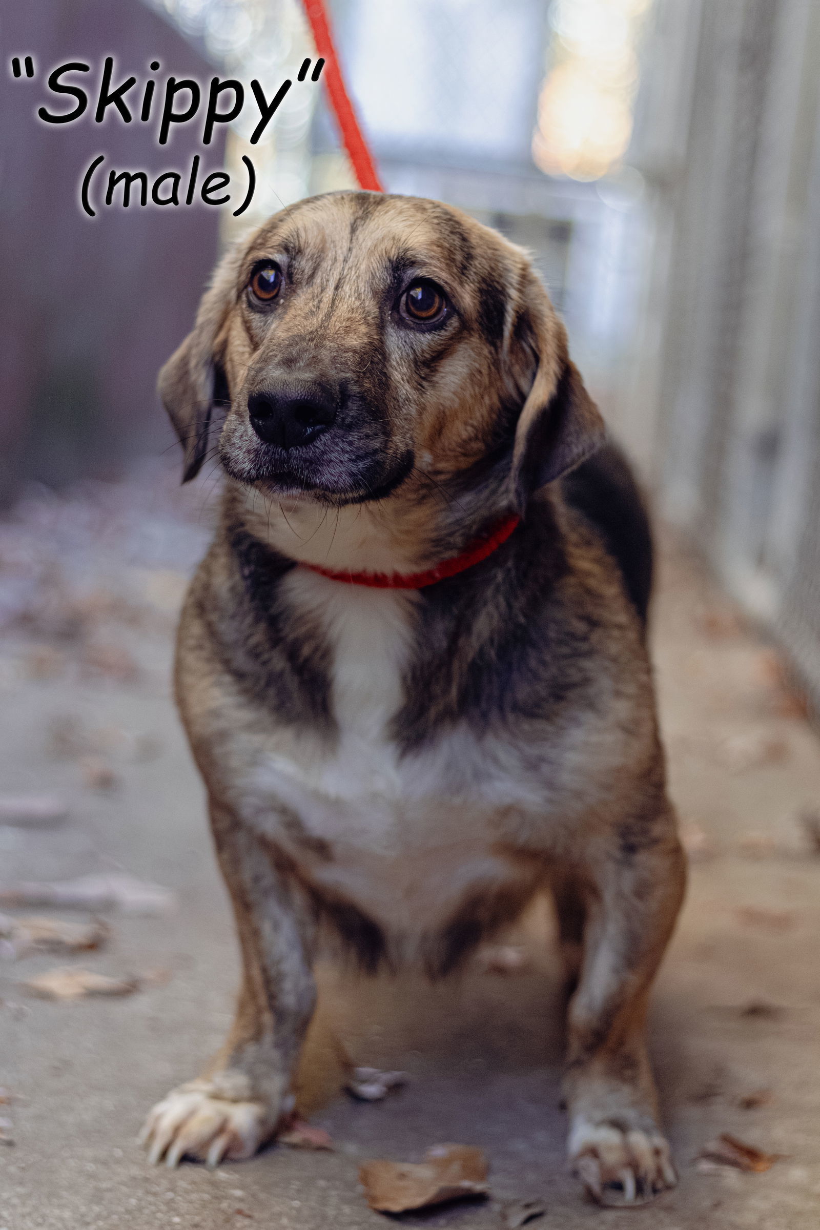 Skippy, an adoptable Beagle, Basset Hound in Frenchburg, KY, 40316 | Photo Image 1