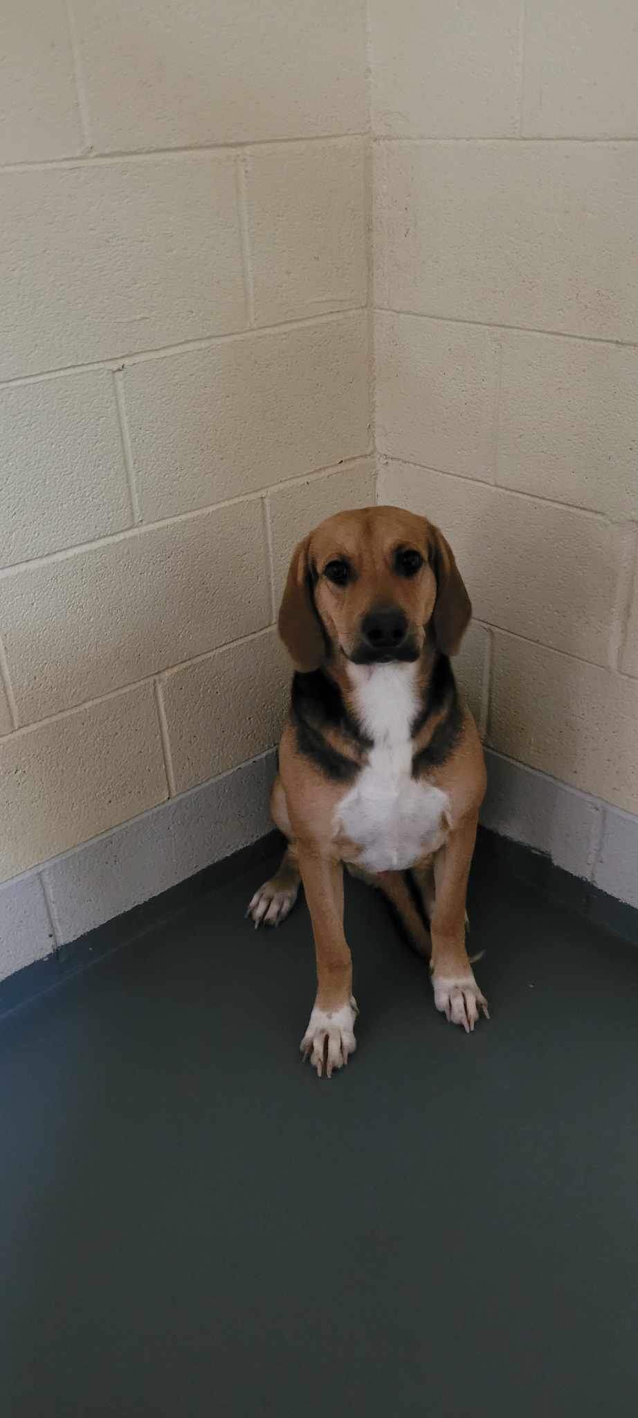 Skippy, an adoptable Beagle, Basset Hound in Frenchburg, KY, 40316 | Photo Image 2