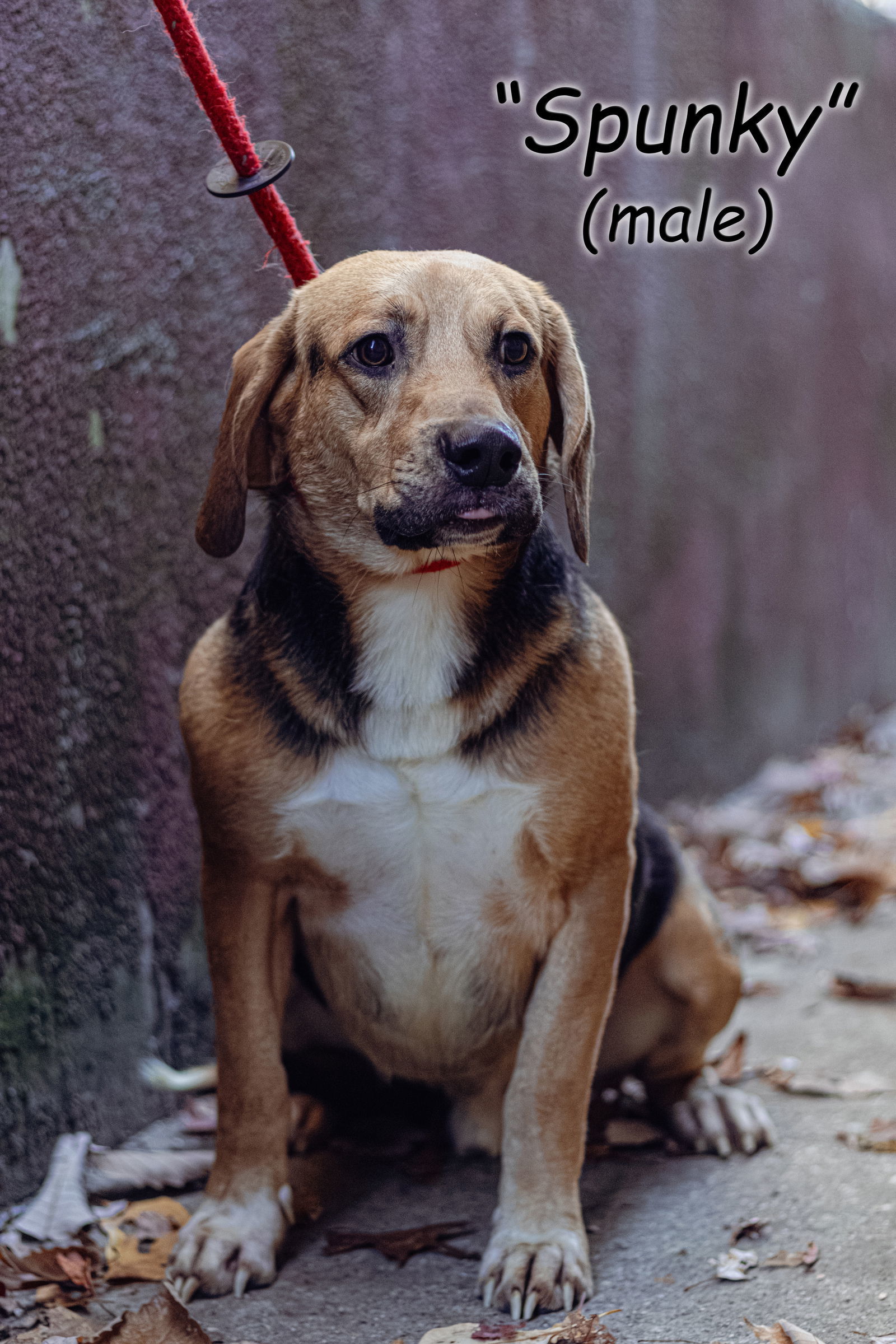 Spunky, an adoptable Beagle, Hound in Frenchburg, KY, 40316 | Photo Image 1
