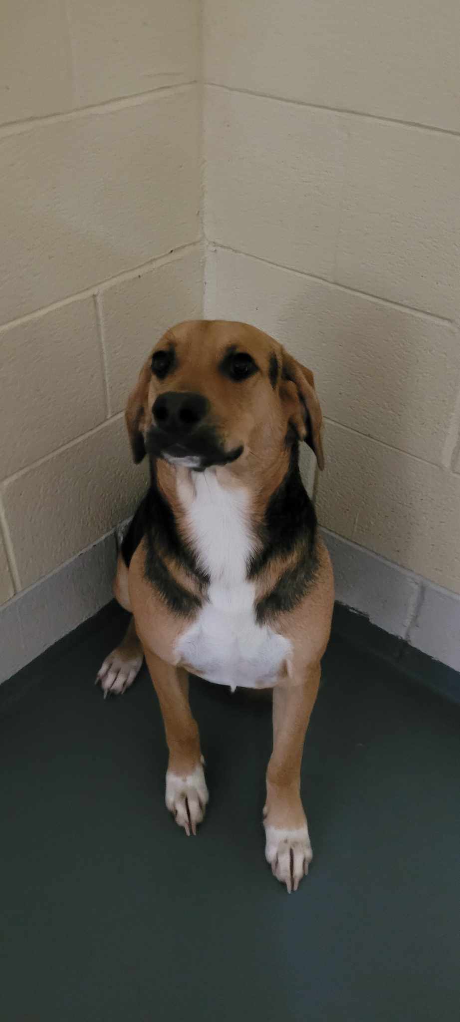 Spunky, an adoptable Beagle, Hound in Frenchburg, KY, 40316 | Photo Image 2