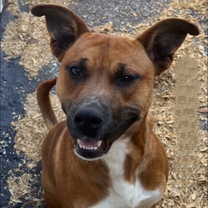 Basenji rhodesian deals ridgeback mix