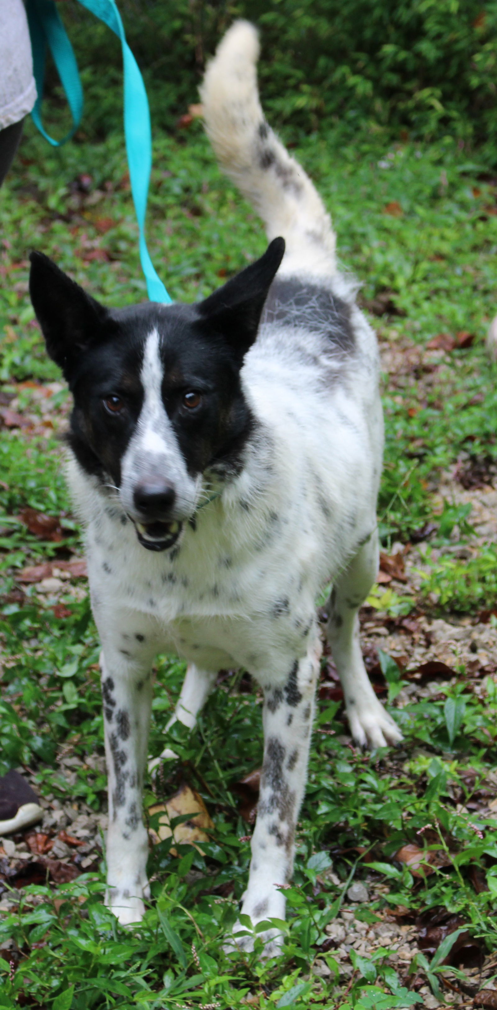 Danny, an adoptable Pointer in Frenchburg, KY, 40316 | Photo Image 2