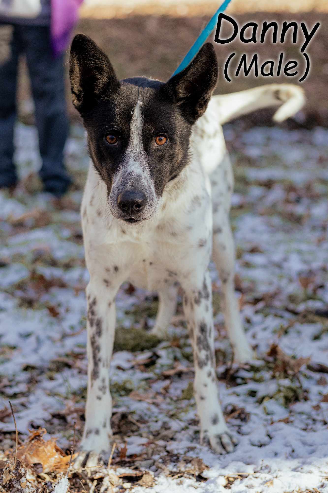 Danny, an adoptable Pointer in Frenchburg, KY, 40316 | Photo Image 3