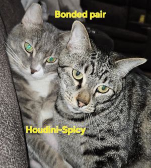 Approximate date of birth 4212021 Bonded with her best friend Houdini Spicy is very shy and isnt