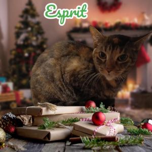 Esprit Domestic Short Hair Cat