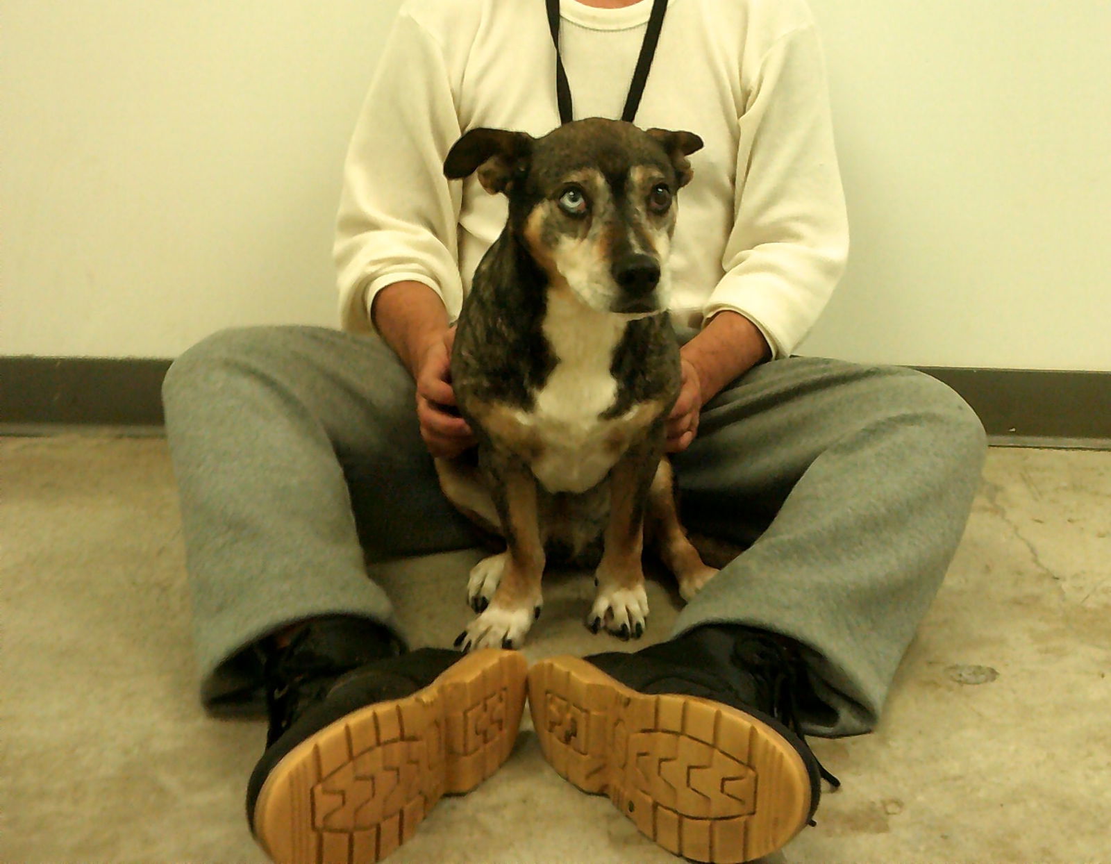 Ruger, an adoptable Australian Shepherd, Beagle in Frenchburg, KY, 40316 | Photo Image 1