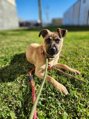 My name is Chestnut the sweet black mouth cur puppy I am only 6 months old and 
