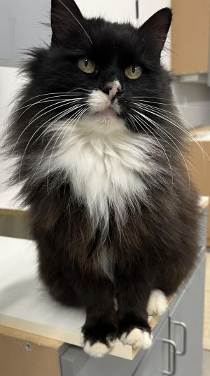 Introducing Banksie the resilient long-haired feline with a tale of survival and a heart full of co