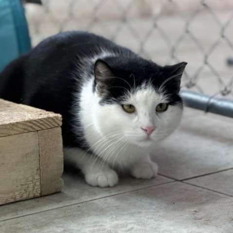 Aussie (Vestal PetSmart) 4