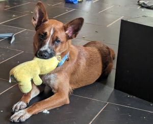 My name is Whisper the 1 year old basenji cattle dog mix I want to be where the people are