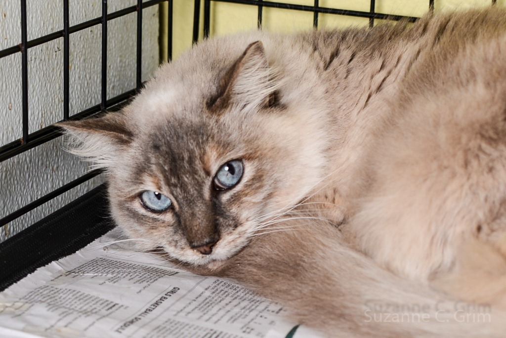 Bluebelle, an adoptable Himalayan in New Orleans, LA, 70123 | Photo Image 1