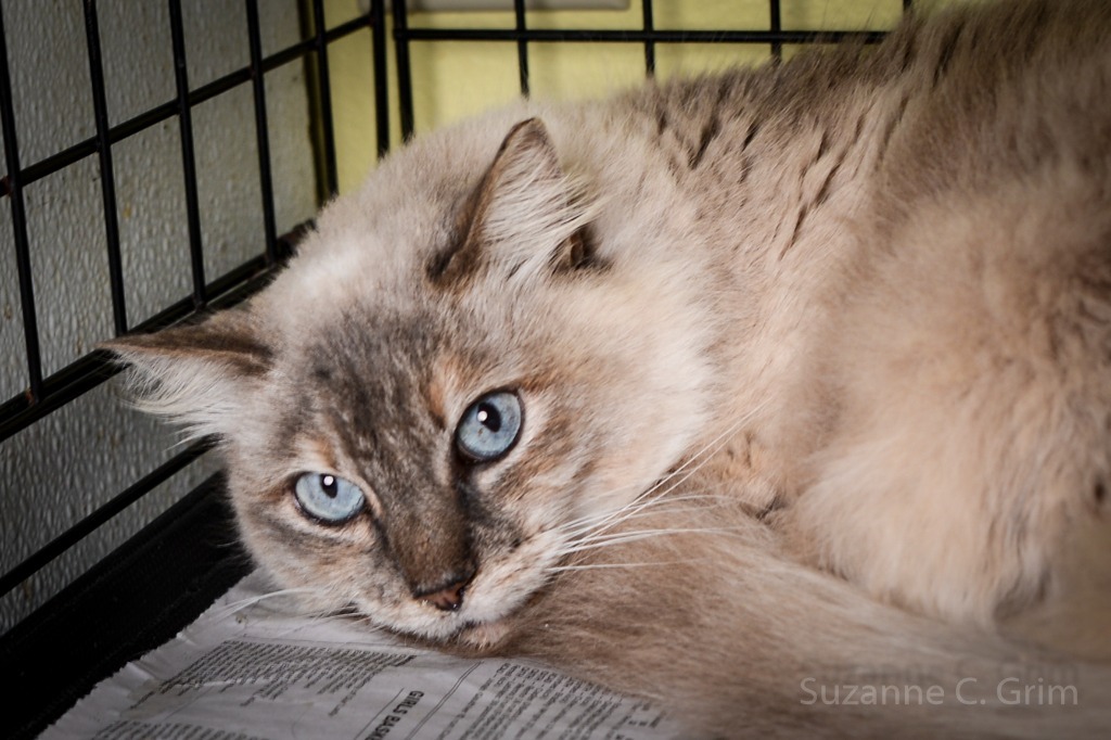 Bluebelle, an adoptable Himalayan in New Orleans, LA, 70123 | Photo Image 2