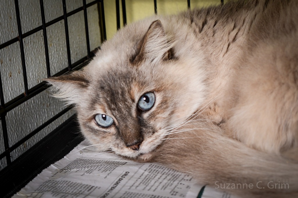 Bluebelle, an adoptable Himalayan in New Orleans, LA, 70123 | Photo Image 3