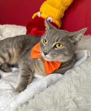FENIX, Young Female Domestic Short Hair