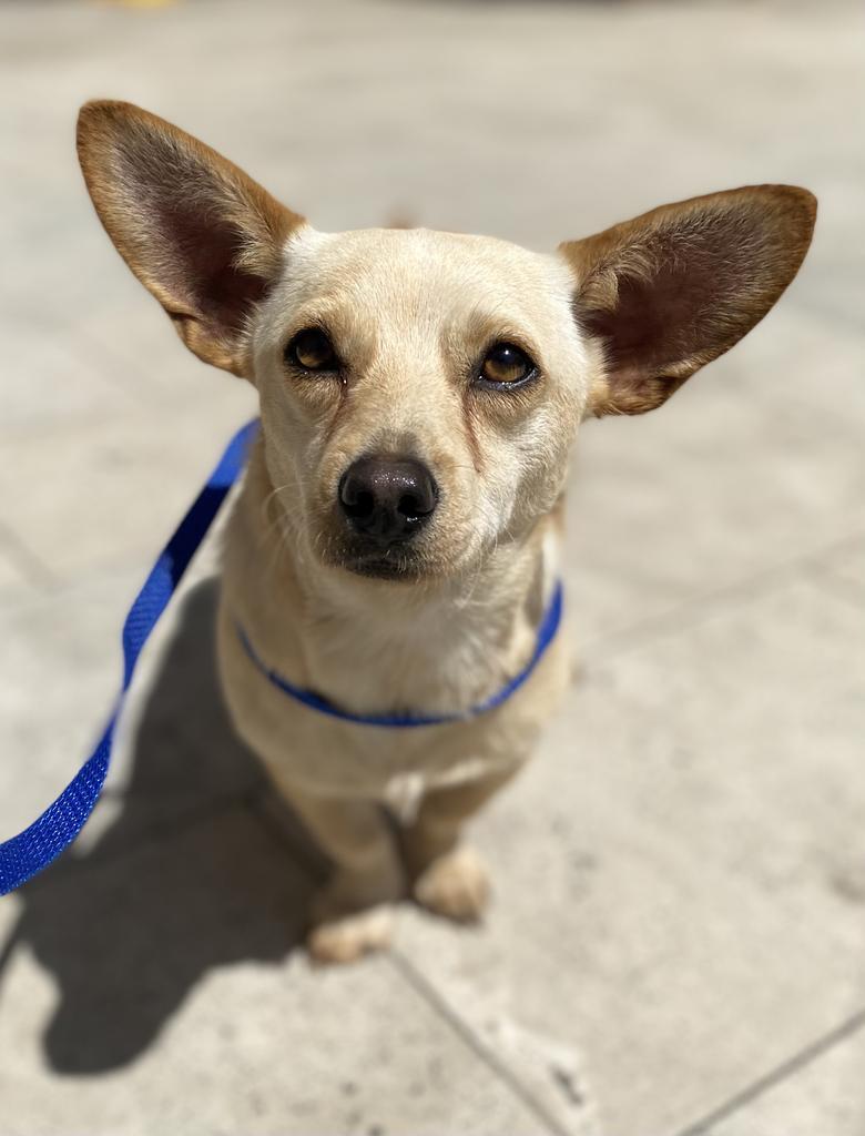 Earbo, an adoptable Mixed Breed in Thousand Oaks, CA, 91360 | Photo Image 1