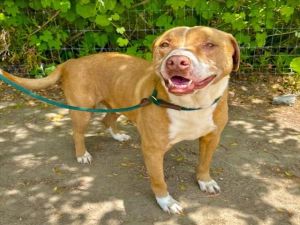 I WAS FOUND AT 7800 E SPRING ST LONG BEACH CA 90815 IN LONG BEACHMy adoption 